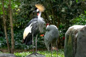 A striking grey crowned crane standing on rocks amidst lush greenery in a natural setting.