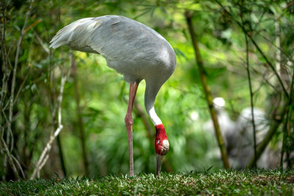 A detailed close-up of a Sarus Crane (Antigone antigone) in its lush, green habitat.