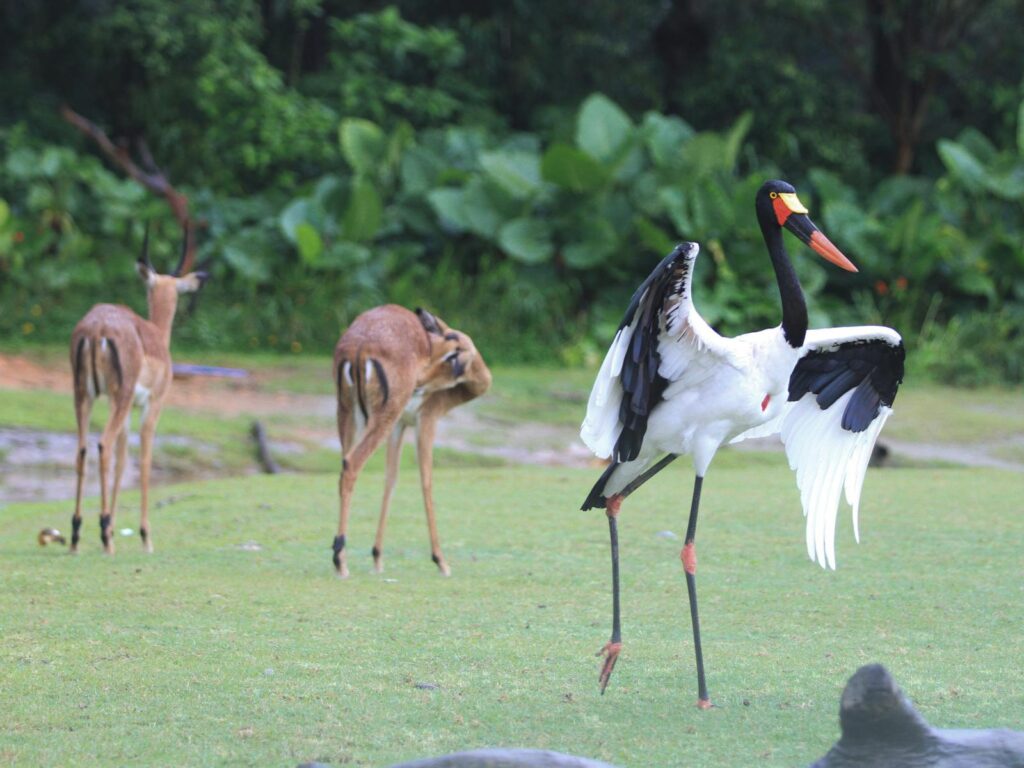 A striking saddle-billed stork stands tall with impalas grazing nearby in a lush green setting.