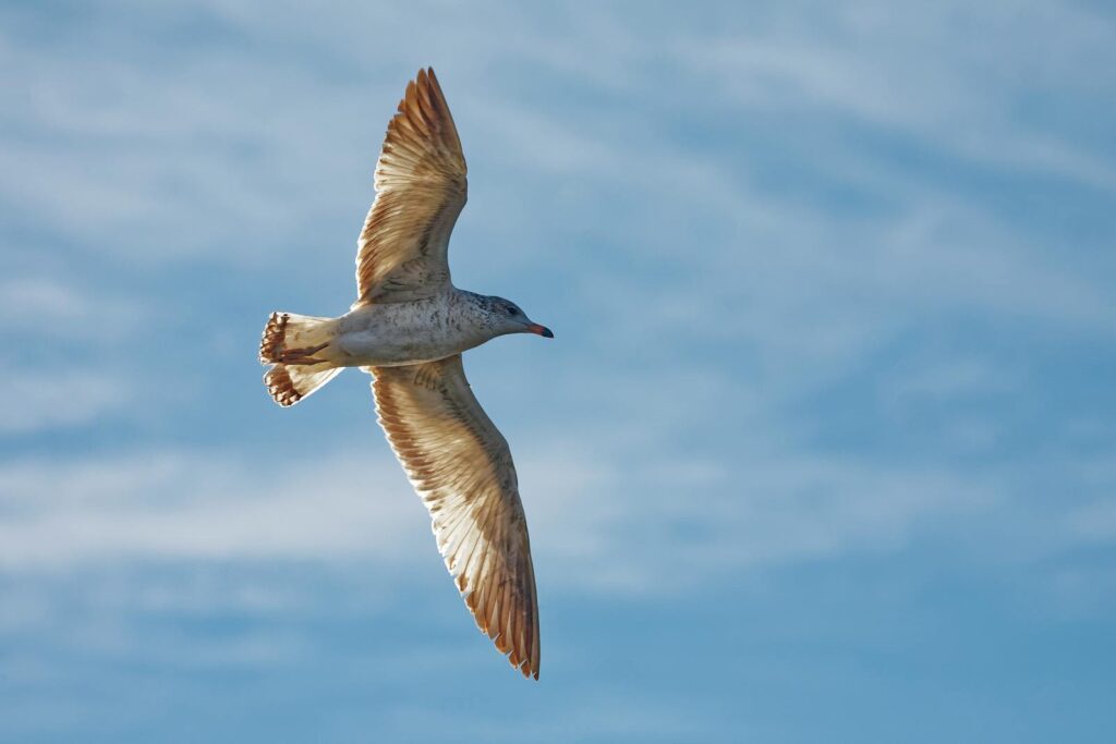 A seagull gracefully soars in a clear blue sky, captured in mid-flight with wings extended.