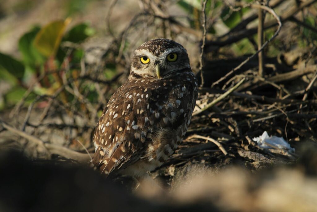 A Burrowing Owl with mottled brown and white plumage and bright yellow eyes looks forward.