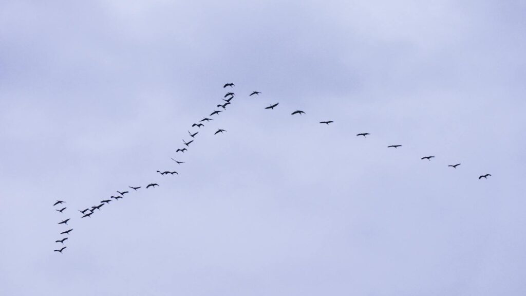 Silhouette of a flock of birds in V formation against a cloudy sky, symbolizing migration.