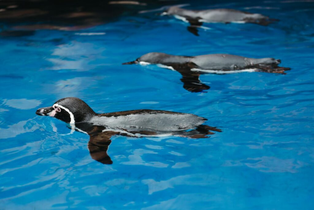 Three penguins gracefully swimming in clear blue water, showcasing their aquatic elegance.