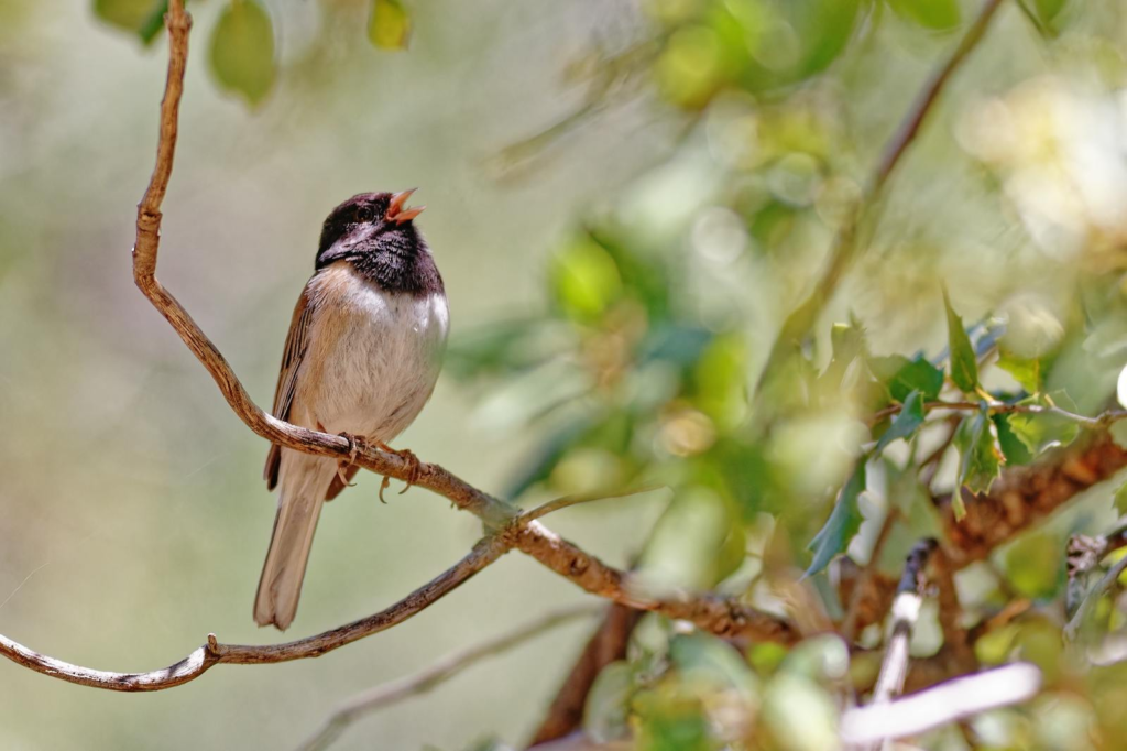 Close-up of a sparrow singing while perched on a branch amidst lush greenery.