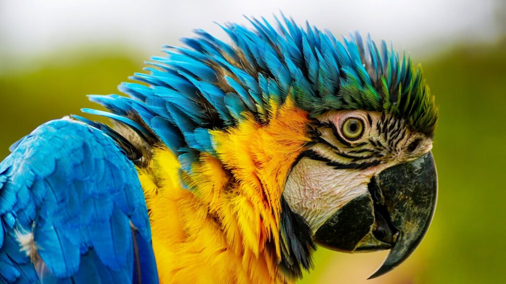 A blue and yellow macaw showcasing its vivid plumage and striking beak.