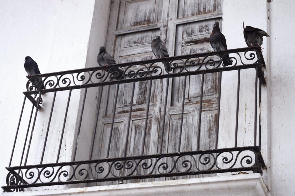 Pigeons perched on an ornate iron balcony.