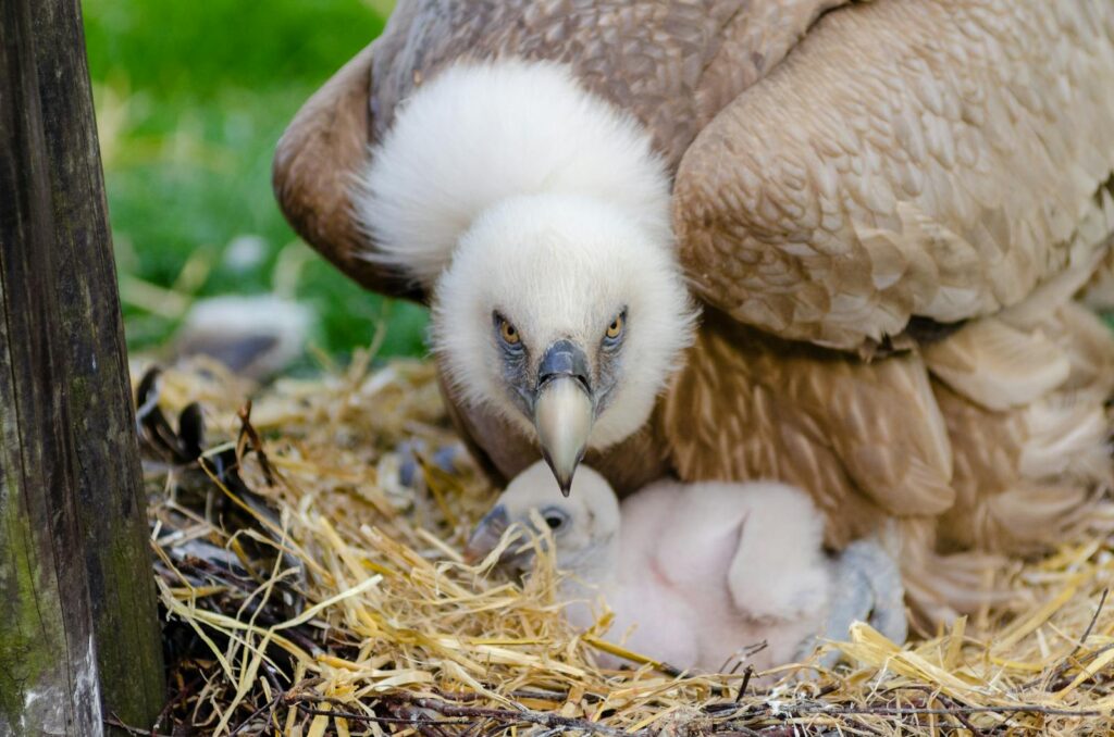 A Griffon Vulture watches over its downy chick in a nest.