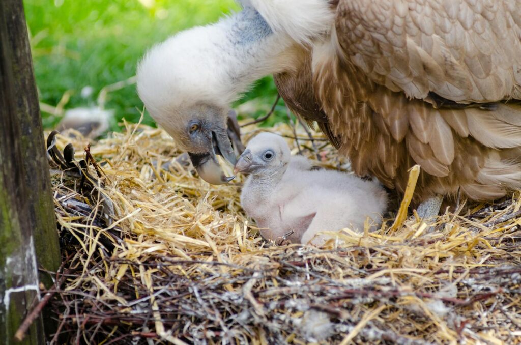 Griffon vulture nurturing its chick at the nest, showcasing wildlife care.