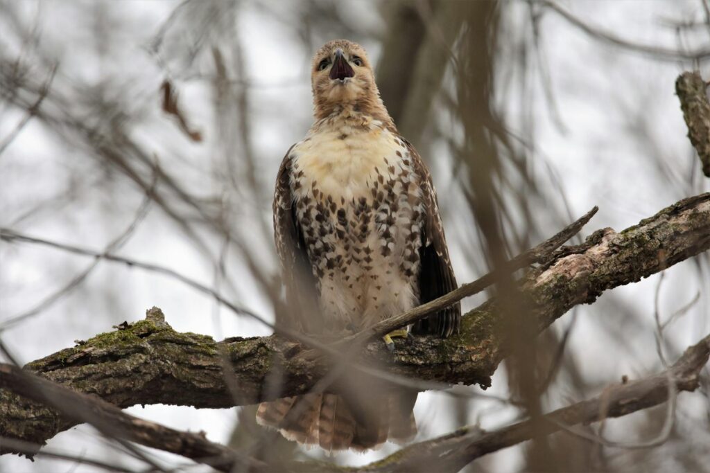 A juvenile red-tailed hawk with speckled plumage perches on a bare tree branch.