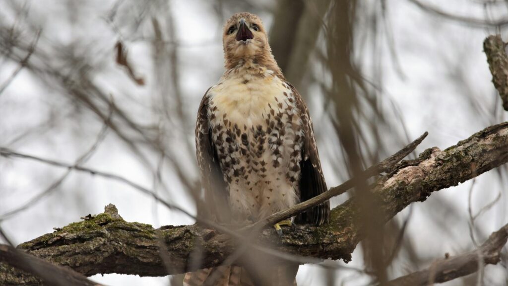 A juvenile red-tailed hawk with speckled plumage perches on a bare tree branch.