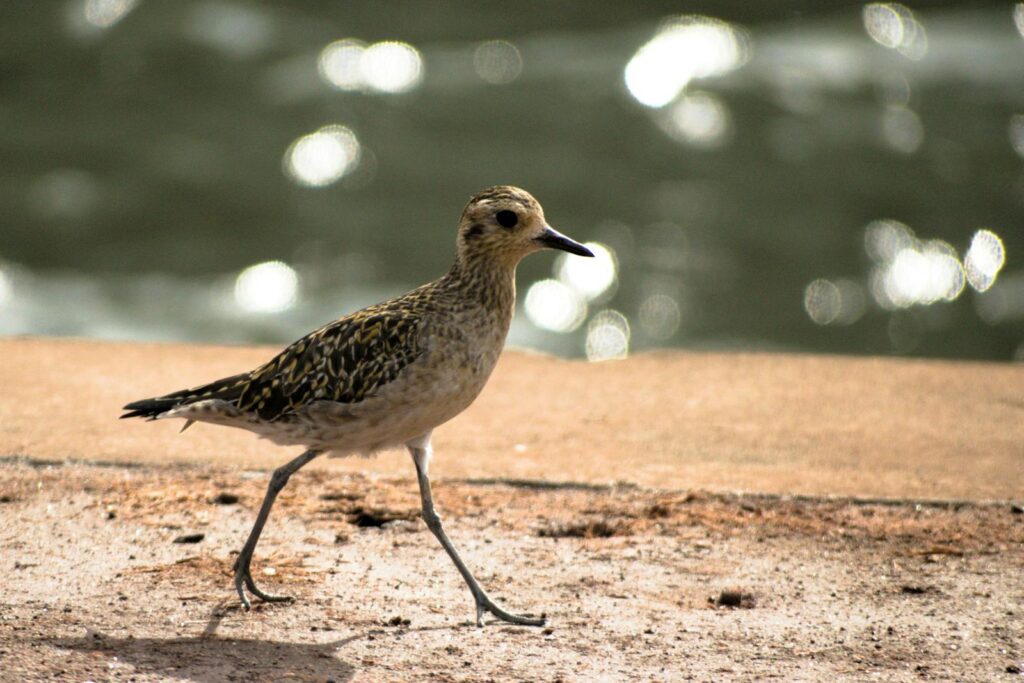 Golden Plover walking by the water with a scenic bokeh background.