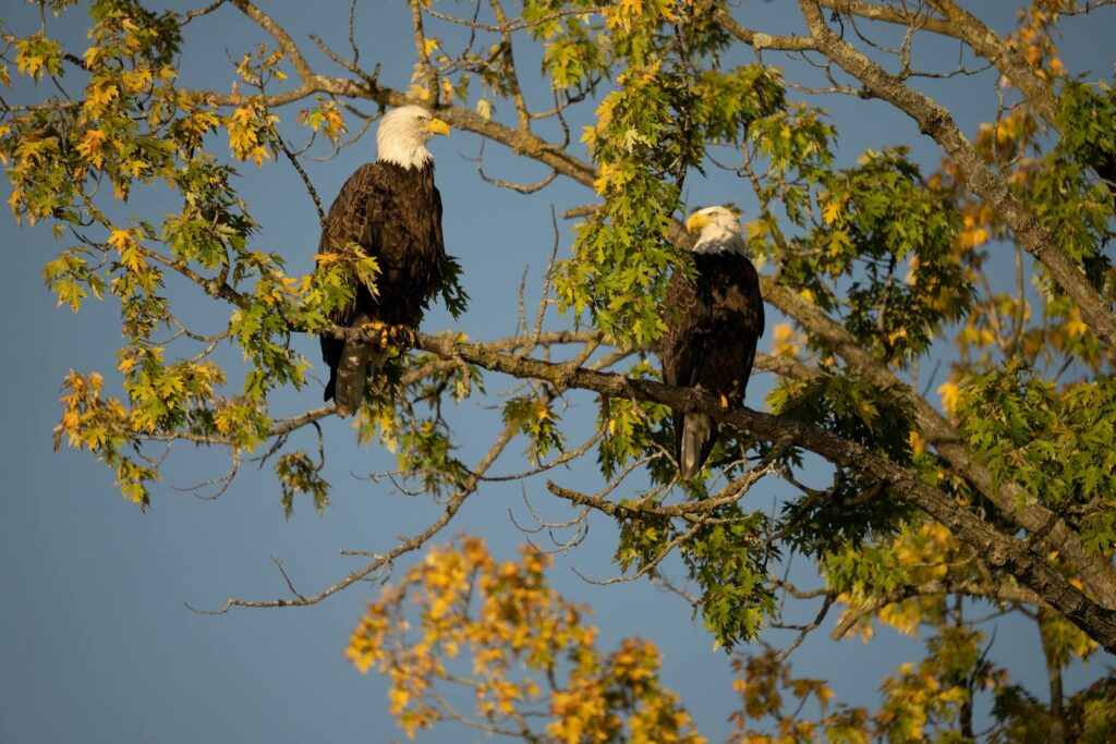 Two majestic bald eagles perched on a tree in autumn foliage, Nelson, Wisconsin.