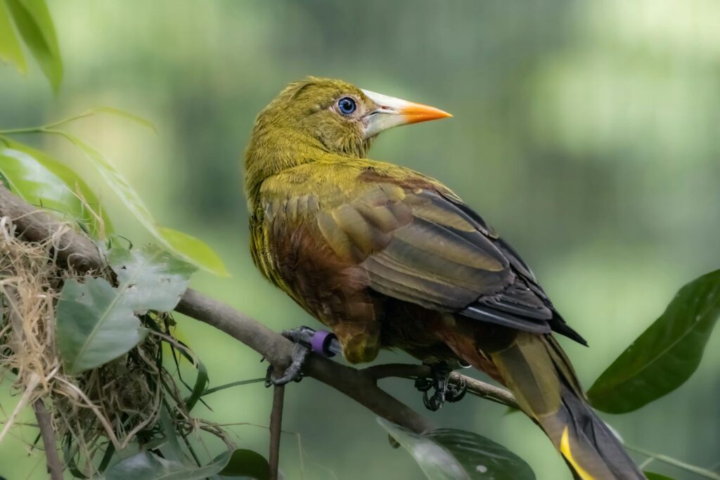 Detailed shot of a green oropendola perched on a branch in a lush setting.