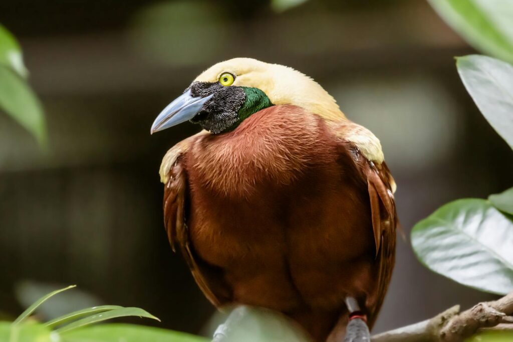 Close-up of a colorful Raggiana Bird of Paradise perched among foliage.