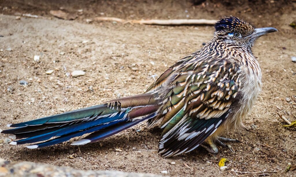 Colorful lesser roadrunner resting on sandy ground with detailed plumage.