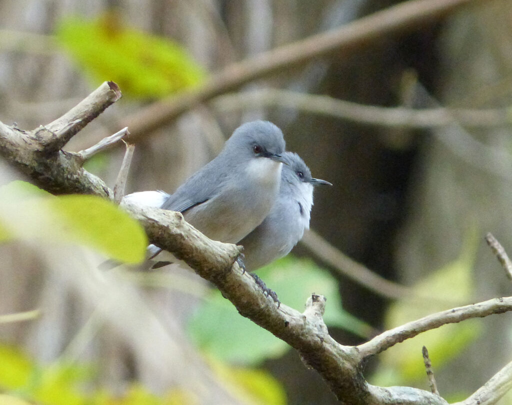 Two small, gray birds with white eye-rings perch closely together on a twig.