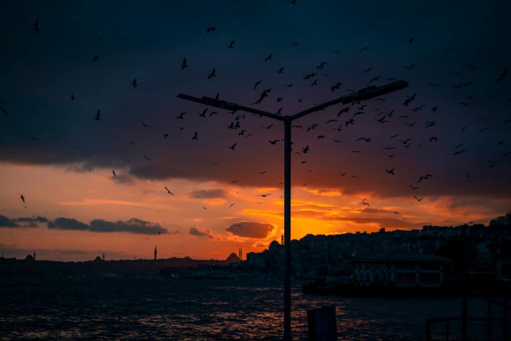 Silhouette of birds flying at sunset over a city skyline, creating a dramatic scene.