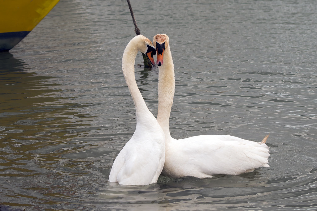 Two elegant mute swans with curved necks face each other in rippling water.