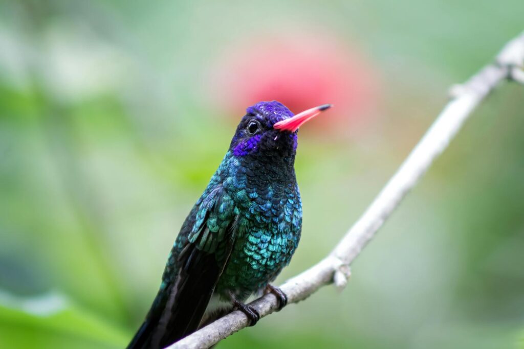 A white-chinned sapphire hummingbird with iridescent blue and green plumage perches on a twig.