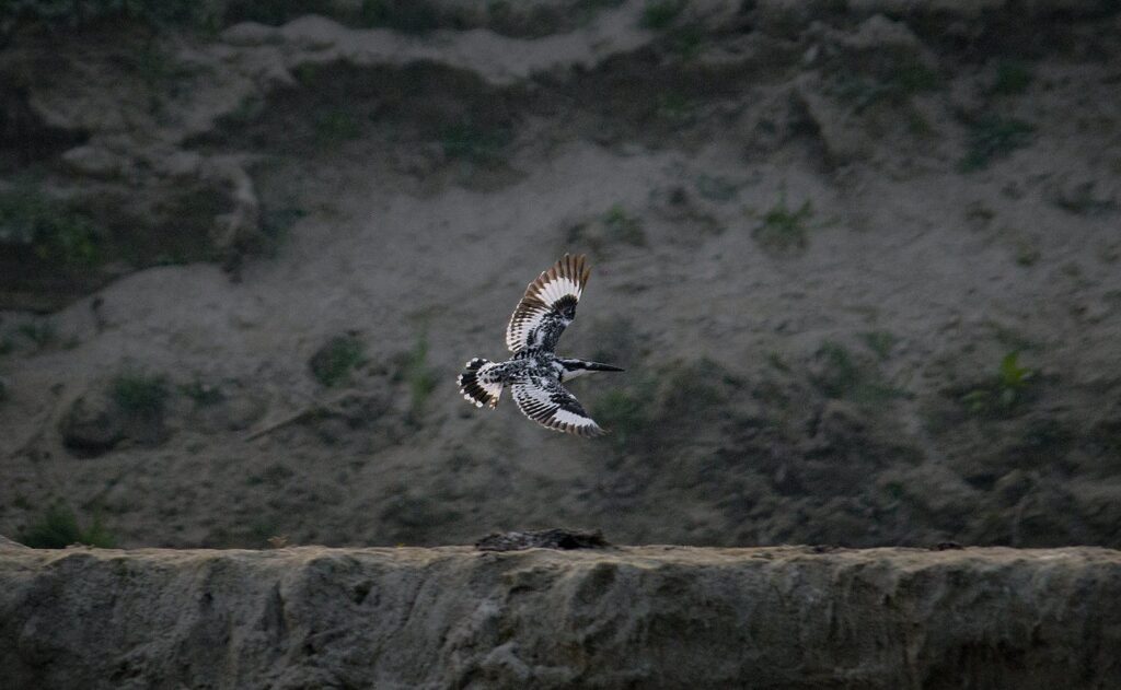 A stunning capture of a pied kingfisher gracefully flying over a riverbank.
