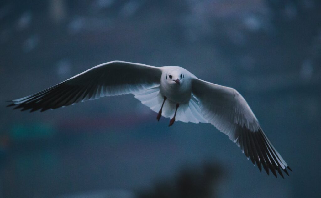 A gull flying with wings spread wide during twilight.