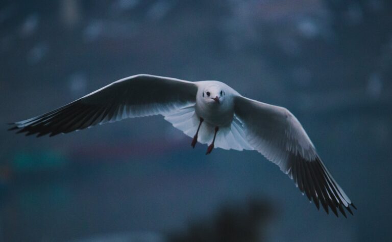 A gull flying with wings spread wide during twilight.