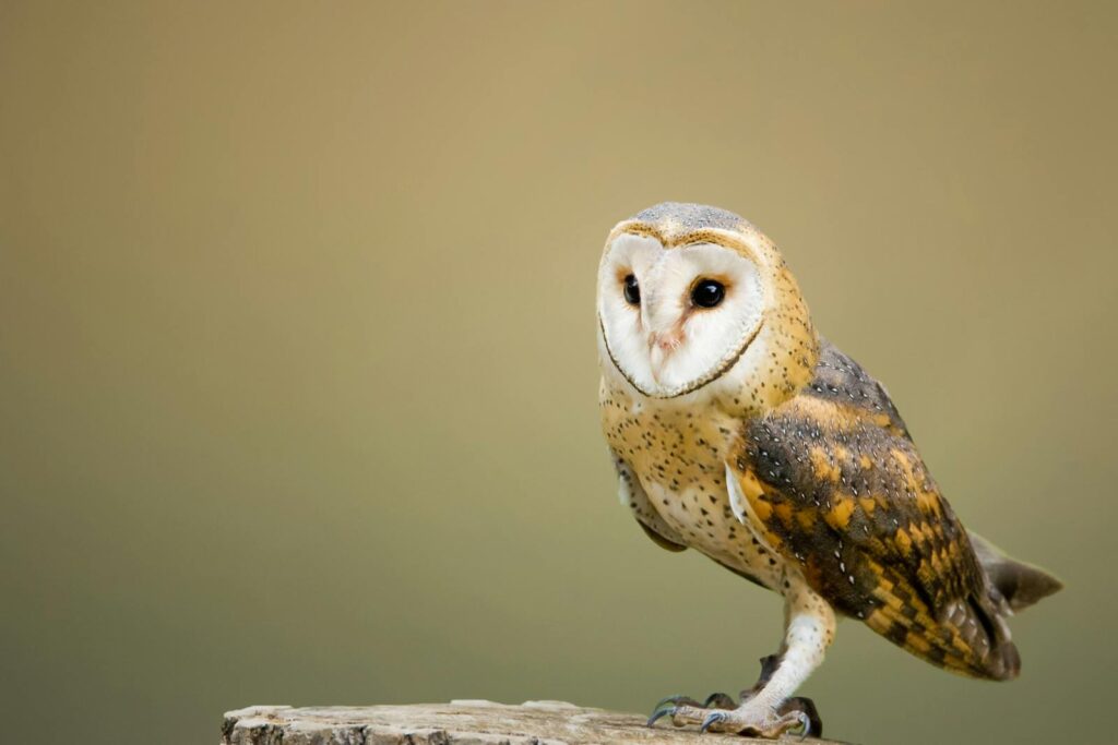 Close-up photo of a barn owl perched, highlighting its delicate plumage in a natural setting.