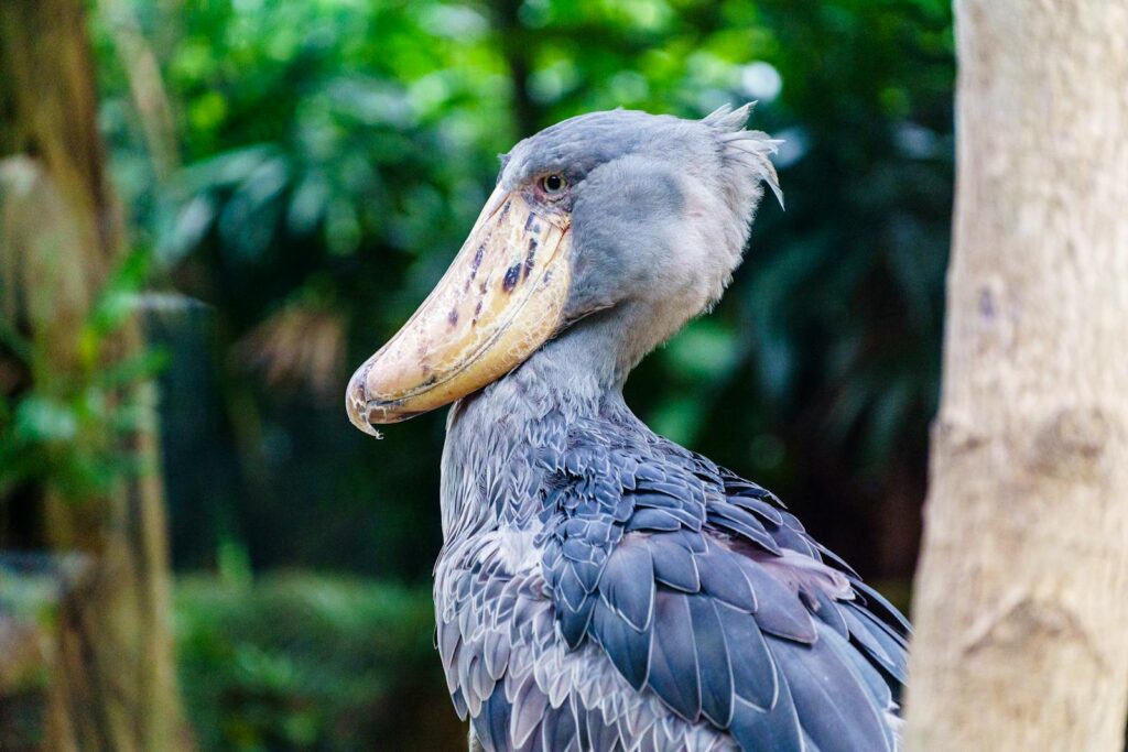 A shoebill stands with its large beak resting on its chest.