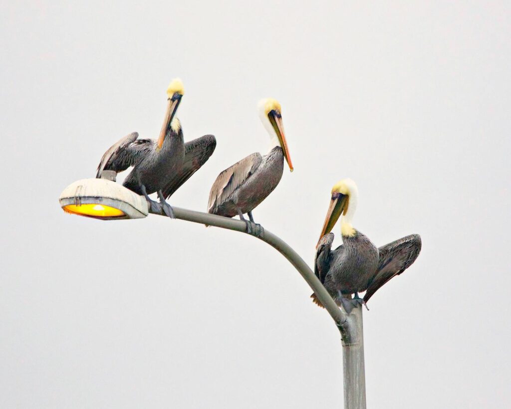 Three pelicans perched on a street lamp against a neutral sky background.