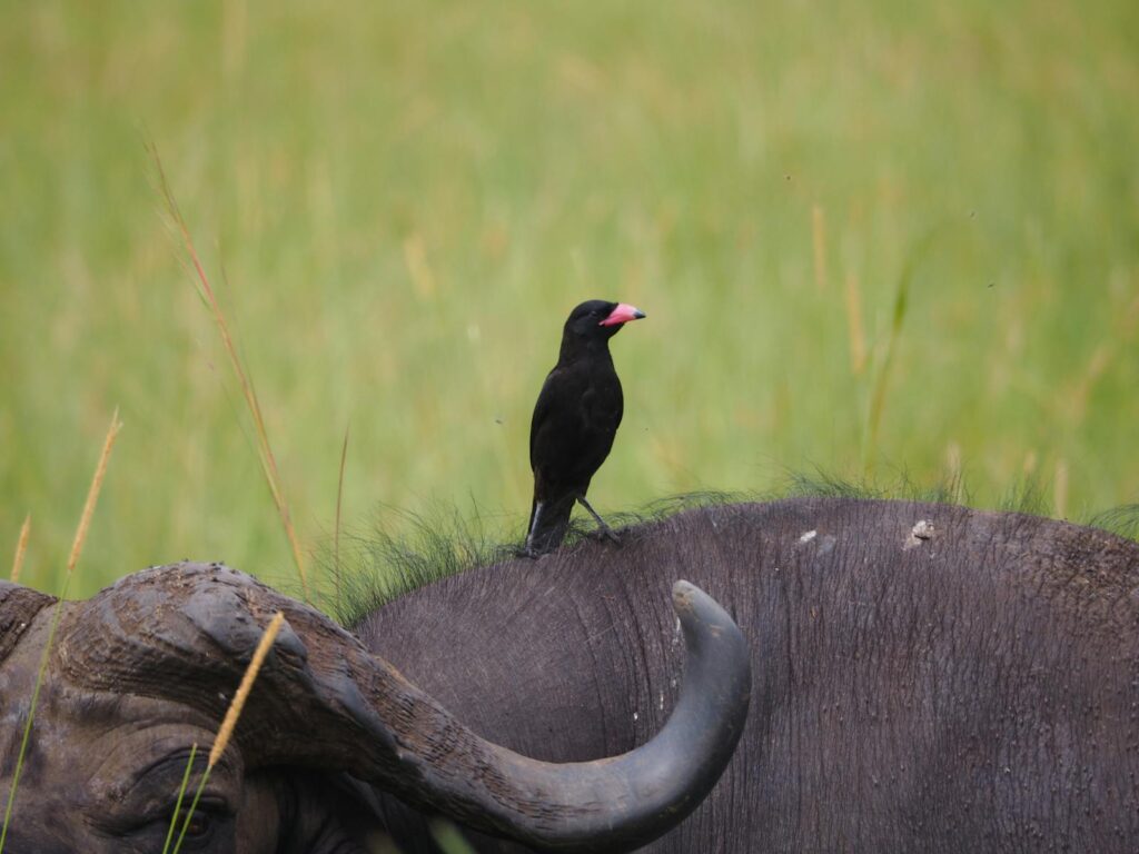 A Red-billed Oxpecker perched on an African buffalo amidst the savanna landscape.