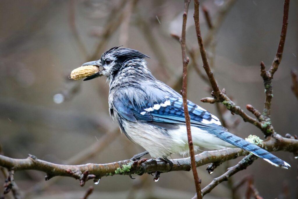 Close-up of a blue jay bird holding a peanut while perched on a branch.