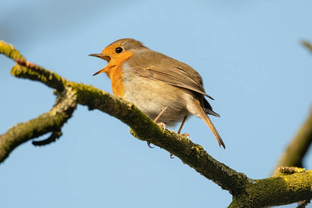 A European robin perched on a mossy branch, singing in the sunlight.