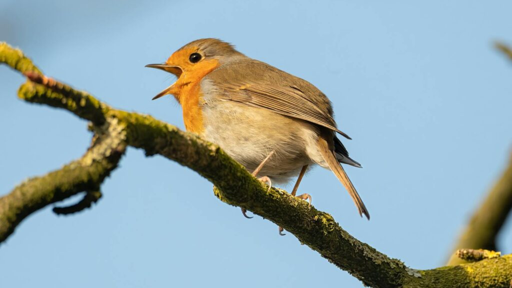 A European robin perched on a mossy branch, singing in the sunlight.