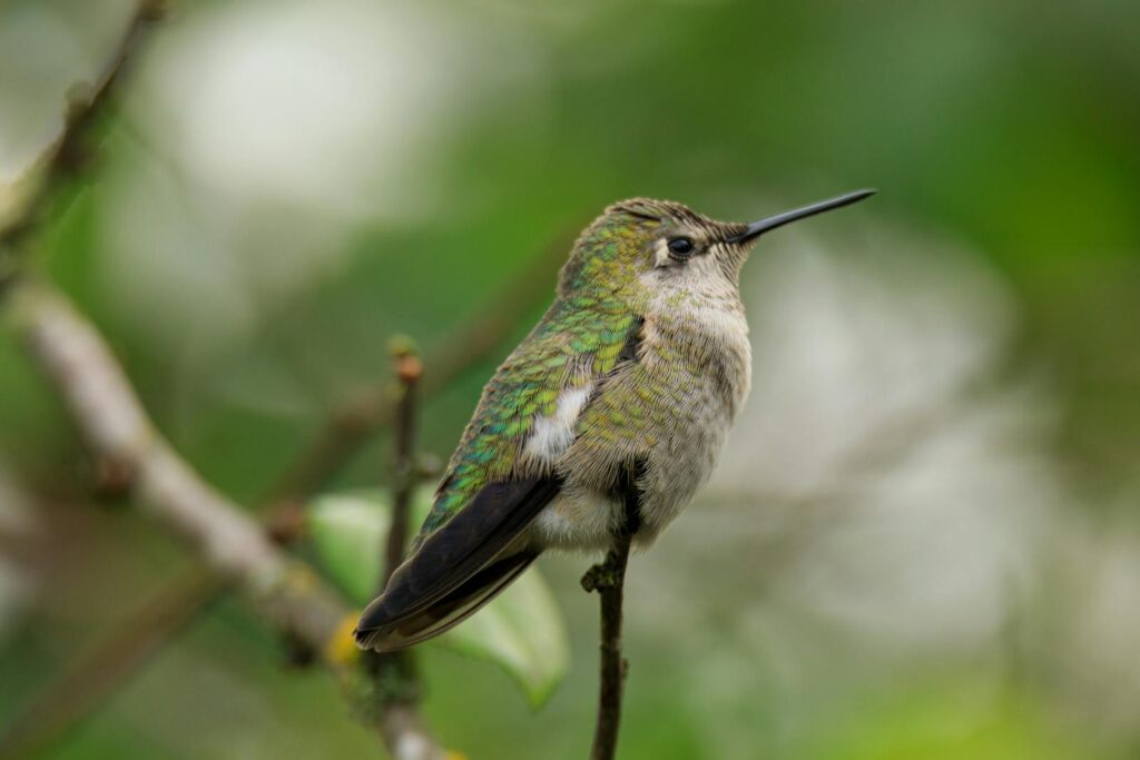 An Anna's Hummingbird perched on a branch against a blurred green background.