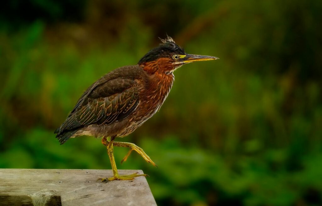 Close-up of a vibrant green heron standing on a wooden deck in lush greenery.