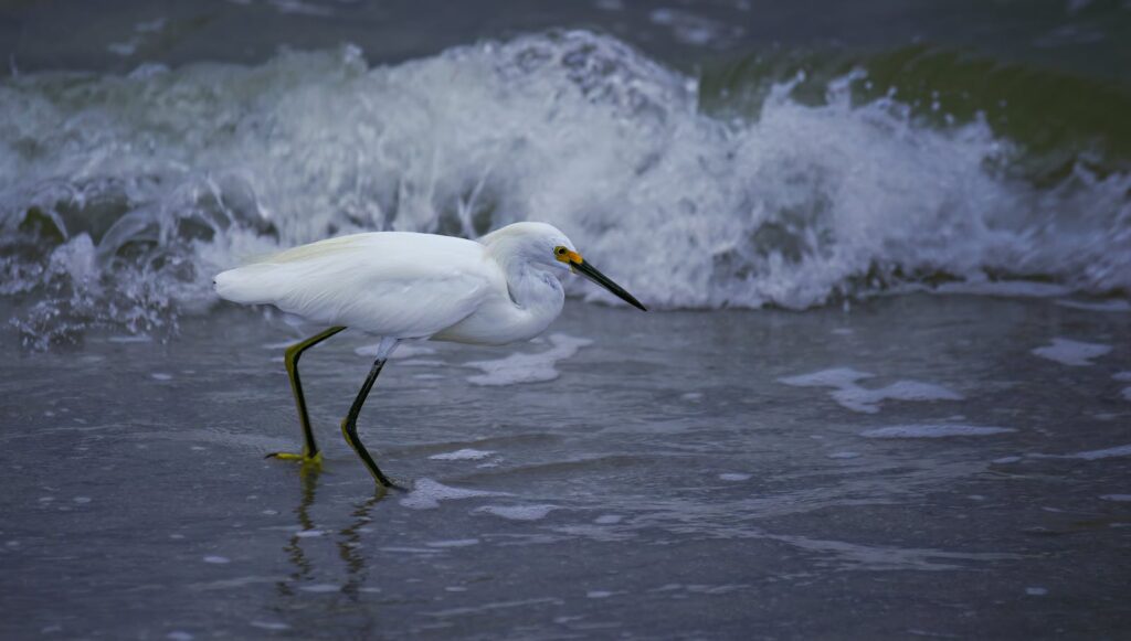 A snowy egret wades through gentle waves along a coastal shoreline at dusk, searching for prey.