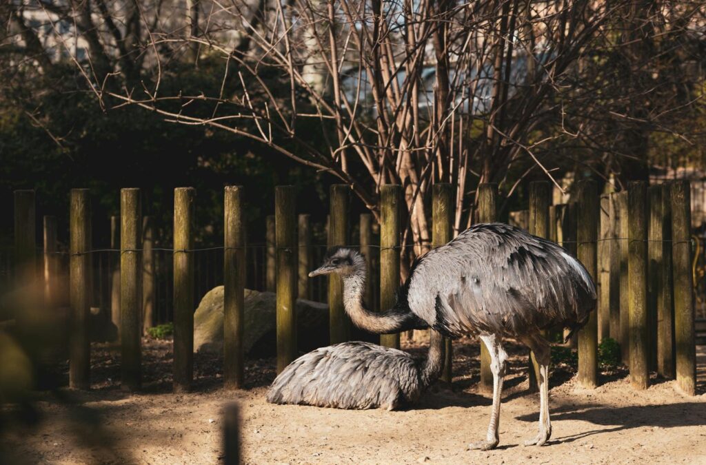 Two greater rheas with gray, fluffy plumage rest in a sandy enclosure with wooden fencing.