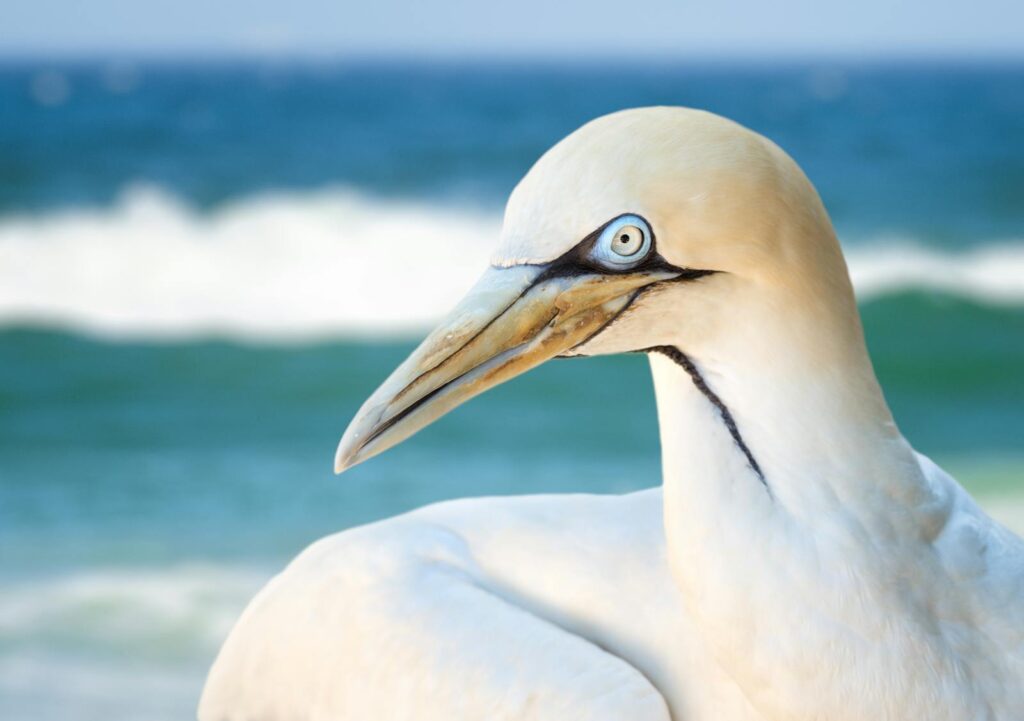 Captivating close-up of a Northern Gannet with the sea in the background.