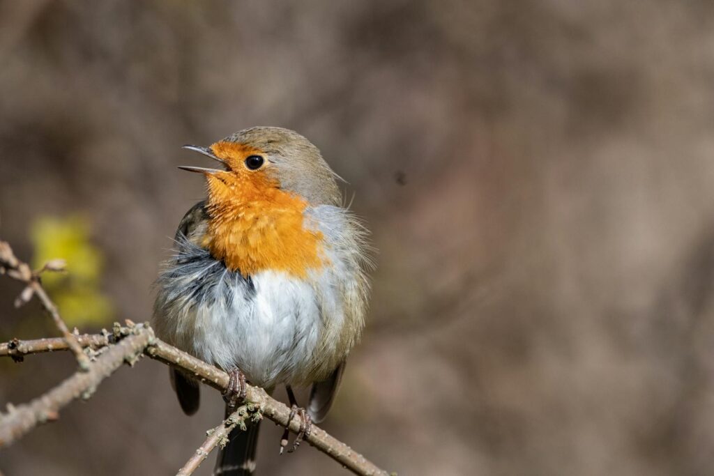 Charming European robin singing on a branch in a natural setting, showcasing its vibrant red breast.