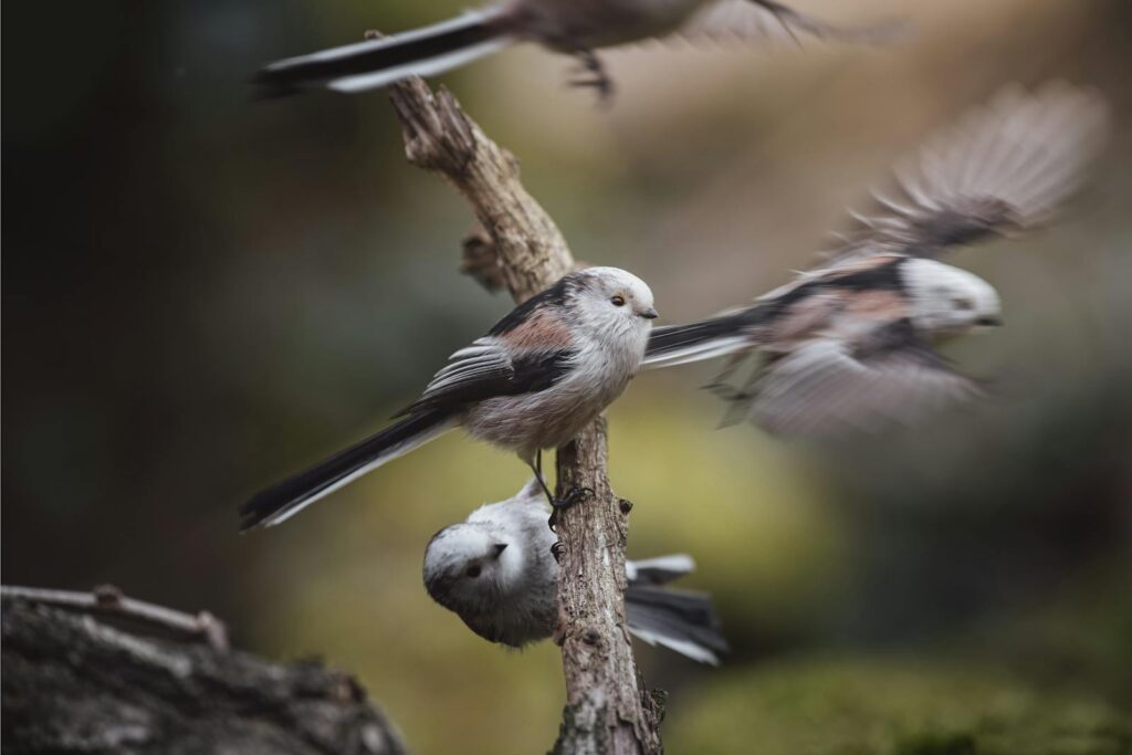 Long-tailed tits in motion captured in a Berlin forest, showcasing natural wildlife behavior.