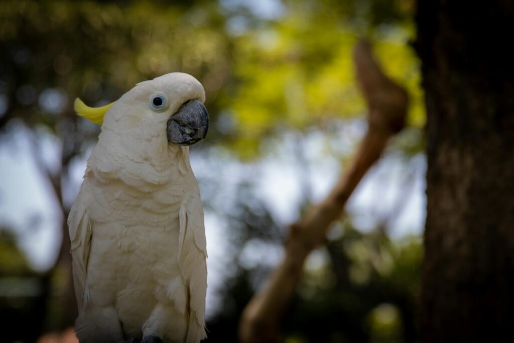A stunning Sulphur-crested Cockatoo poses gracefully outdoors, showcasing its vibrant plumage.