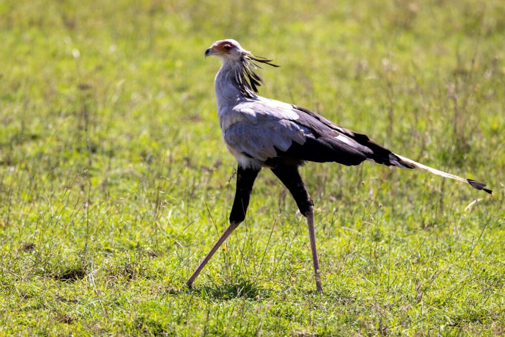A secretary bird stands tall in a grassy field.