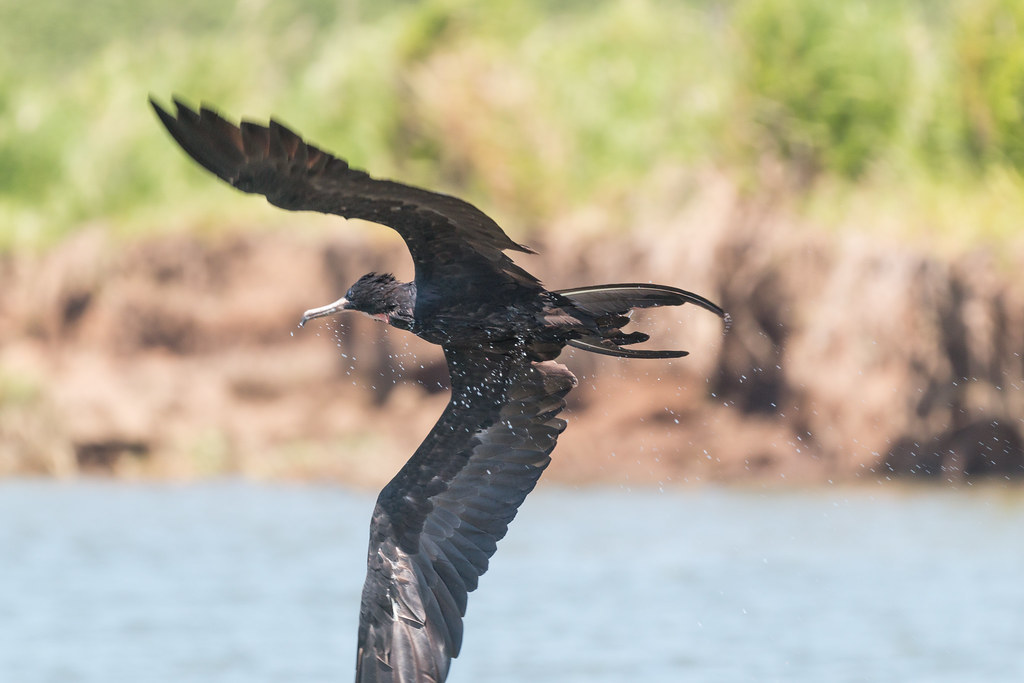 A dark frigatebird with a hooked beak flies over water.