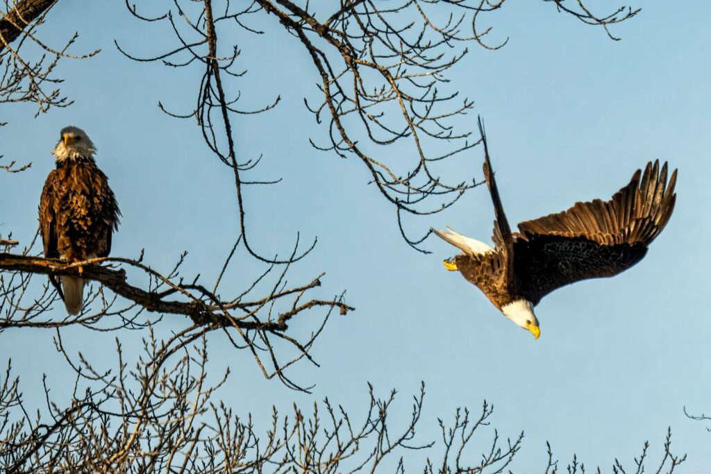 Bald eagles gracefully flying and perched on branches against a blue sky in Reads Landing, MN.