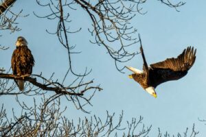 Bald eagles gracefully flying and perched on branches against a blue sky in Reads Landing, MN.