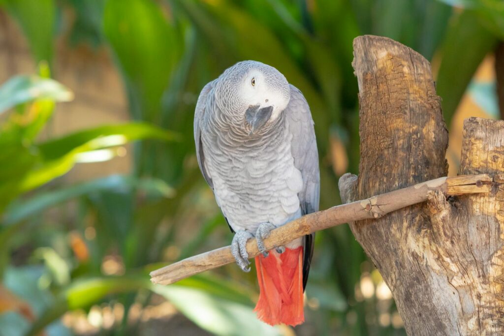 A vibrant African Grey Parrot perched on a wooden branch amidst lush green foliage.