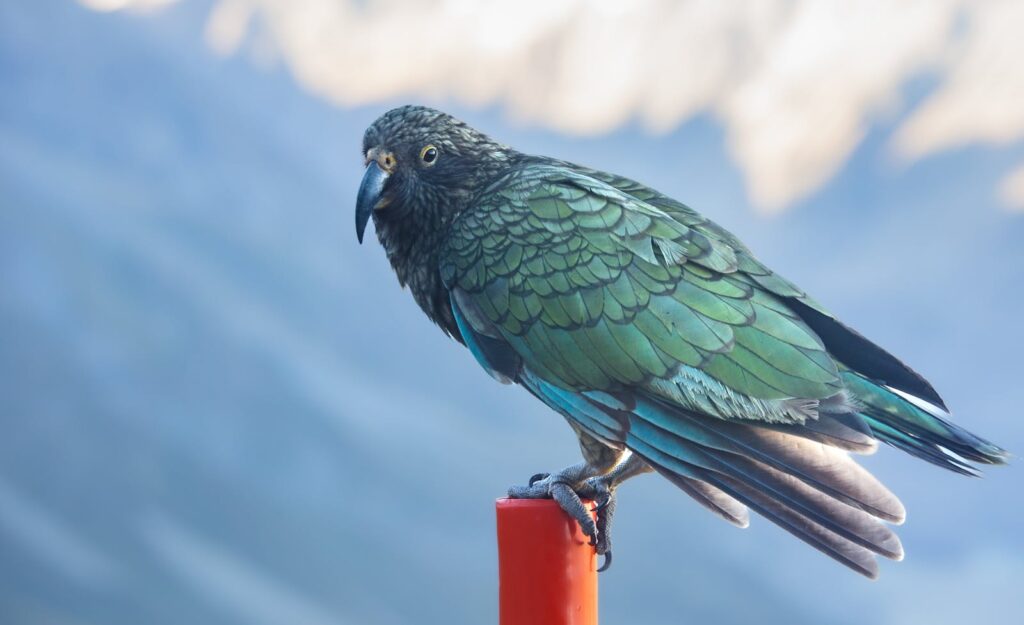 A kea, a large green parrot, perches on a red post.