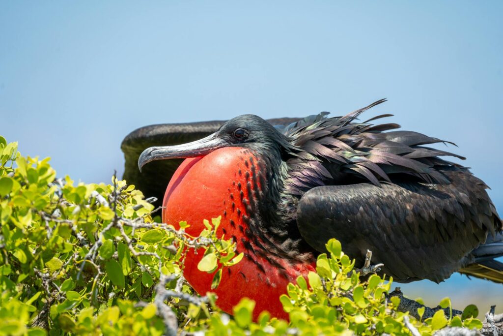 Close-up of a magnificent frigatebird with a bright red pouch in lush greenery.