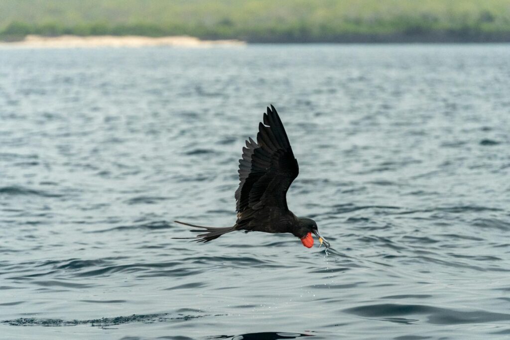 A magnificent frigatebird skillfully snatches a fish from the ocean's surface in this wildlife shot.