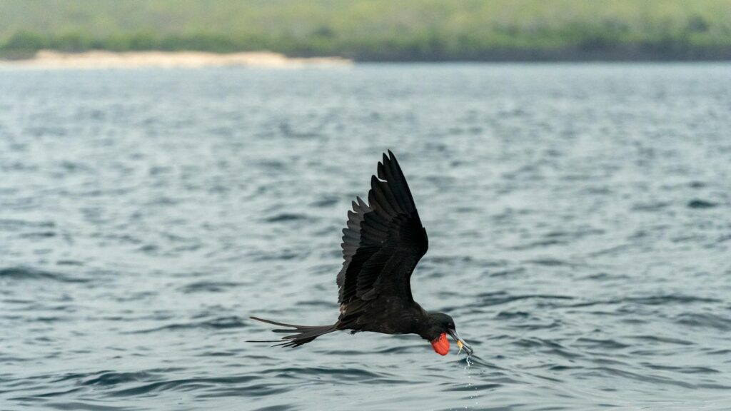 A magnificent frigatebird skillfully snatches a fish from the ocean's surface in this wildlife shot.